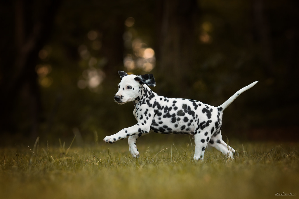 bokeh + puppy