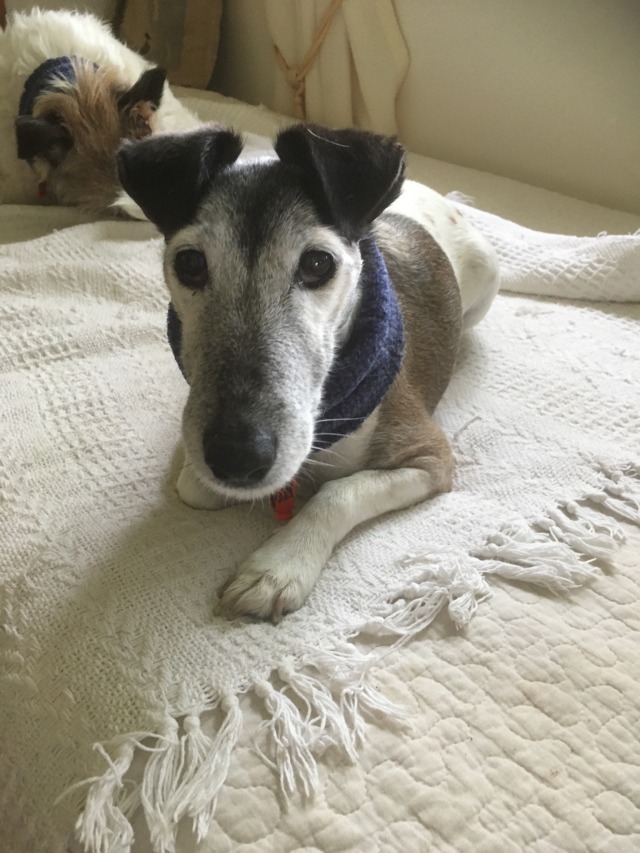 the same fox terrier now inside. shes looking at the camera and laying on a bed