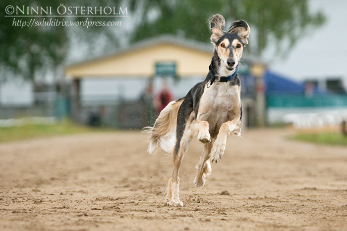 Saluki