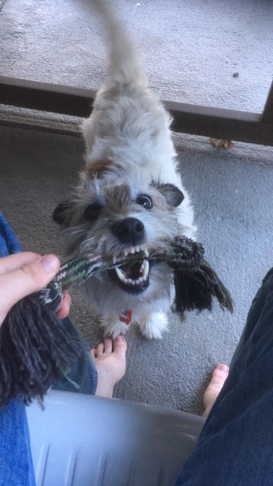 a white and brown wirehair terrier mix holding a green rope tug. her mouth is open, teeth out, and her eyes are wild and feral looking