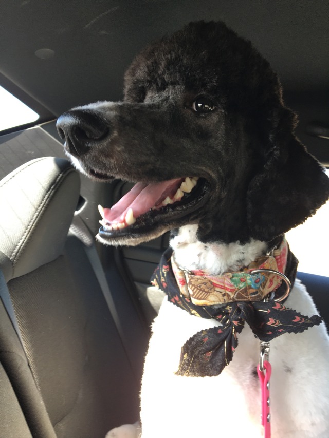 anubis, a black/white parti standard poodle from the shoulders up in a grey car interior. he looks slightly to the left, mouth open in a pant. 