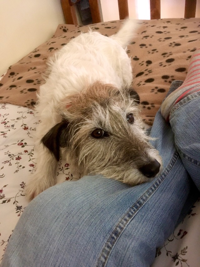 a wire haired terrier mix with a brown head and white body resting her chin on a persons leg. theyre wearing jeans and pink and white striped socks. the dog is half on a paw patterned brown blanket