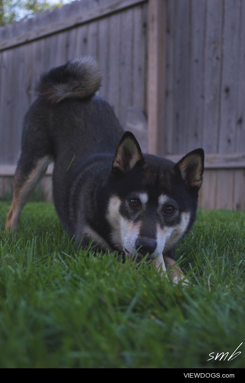 Mitsu with his bone!