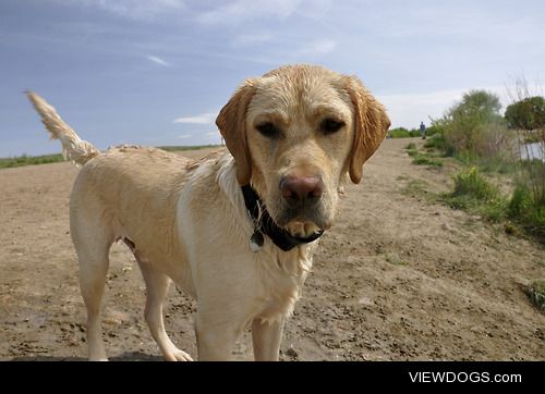 swimming at the dog park