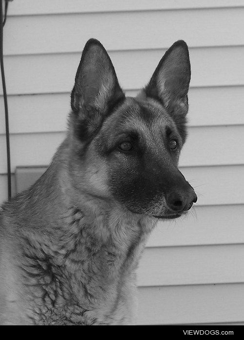 July; purebred German Shepard