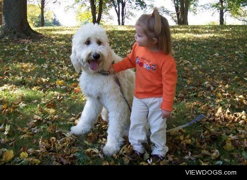 This is my dog, Chevy. He’s a goldendoodle rescue. When he came…