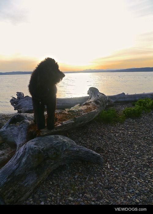 Bentley the labradoodle enjoying the beach on the Puget Sound 