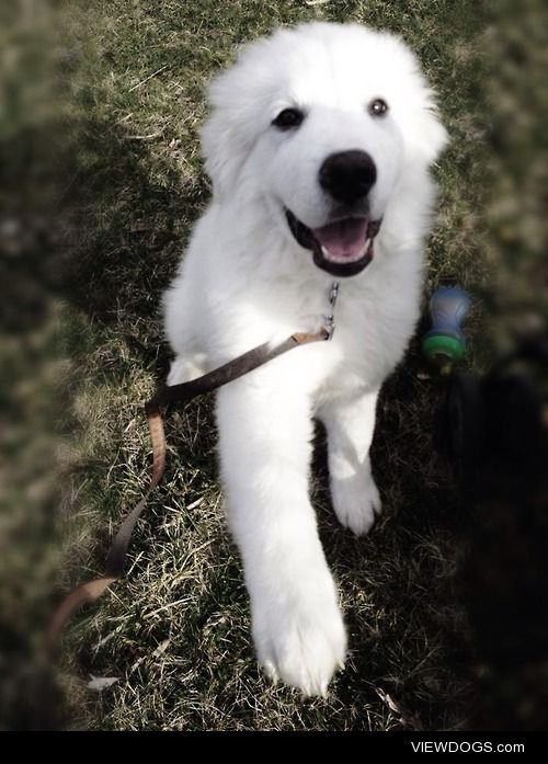 Bo, Great Pyrenees Puppy