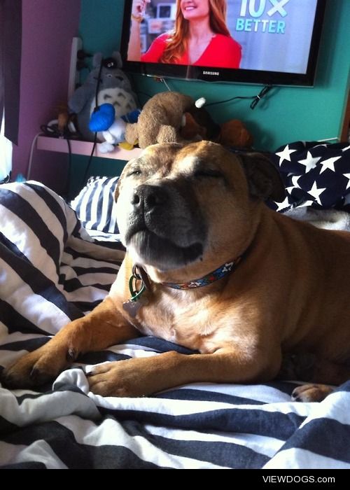 This is my staffy Roxy mid-yawn, this photo makes me laughed . I…