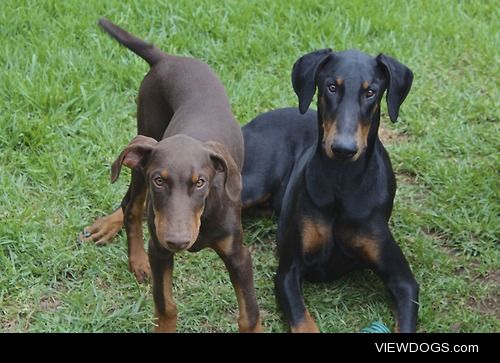 Phoenix and Vulcan. 
Red Doberman/Black Doberman