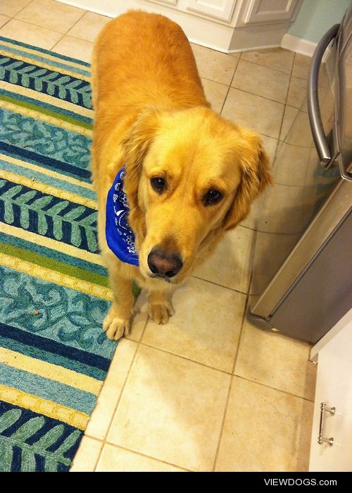 Toby looking stylish with his blue bandanna 