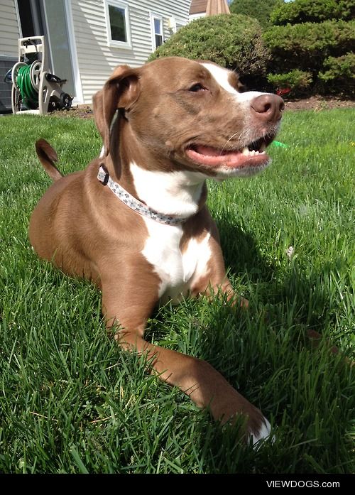 I’m Misty, a 3 year old pitbull mix with a passion for chasing…