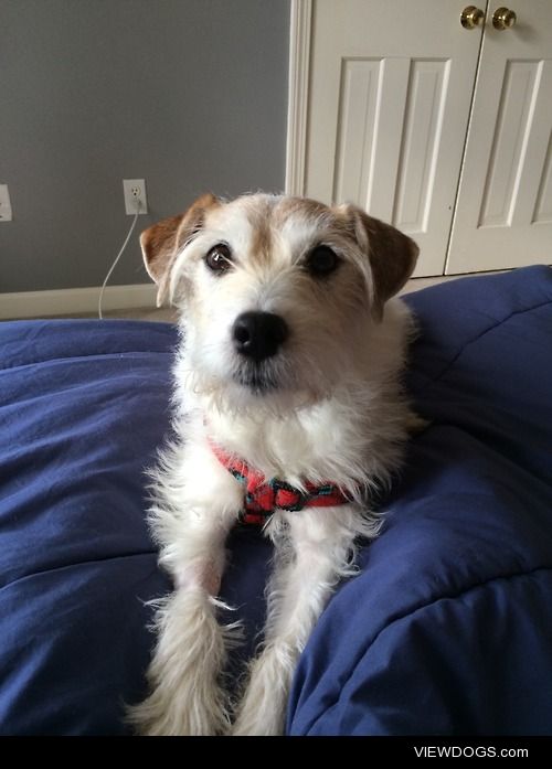 This is Chip my Parson Jack Russell Terrier! He is 9 years old…