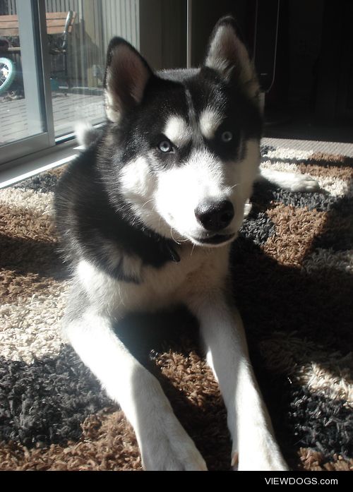 Shadow, 4 year old, Pure-bred Siberian Husky, New Zealand