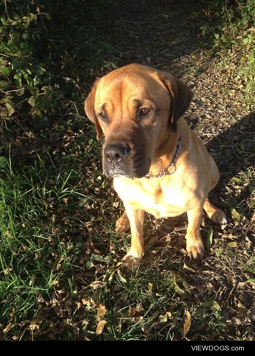 ‘Chewie’ (Chewbacca) is a rottweiler/mastiff mix