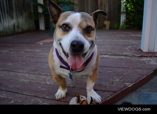 corgis-everywhere:

Corgi/Pitbull mix