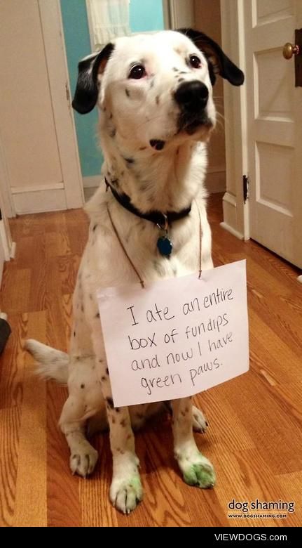 Sugar-Coated Cattle Dog

“I ate an entire box of fundips and now…