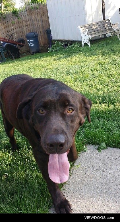 My 7 year old chocolate lab Brownie enjoying some sun on a hot…