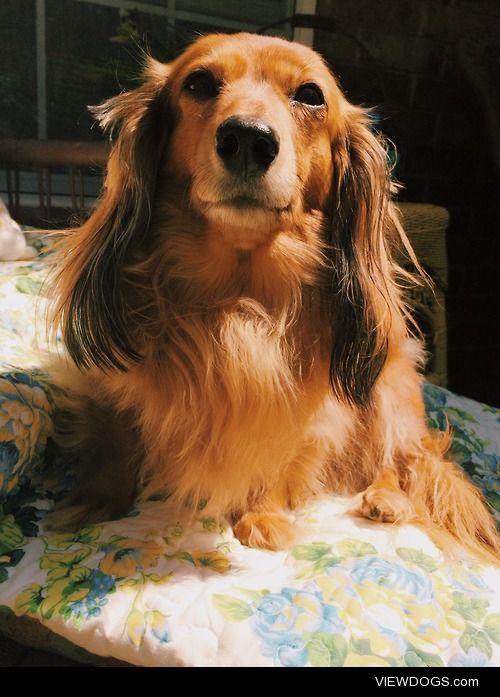 My doxie Daphnee basking in the sun.