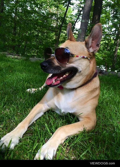 Skylar, my 2-year-old shepherd mix, enjoying the nice weather 