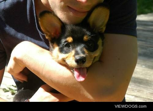 Neville Leo, my 3 month old Pembroke Welsh Corgi, out for a day…