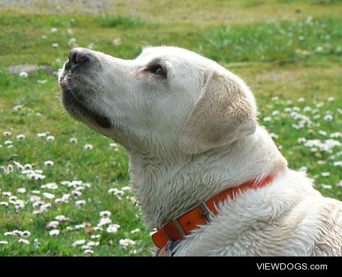 Sam, Labrador Retriever, fresh from a swim at Deception Pass…