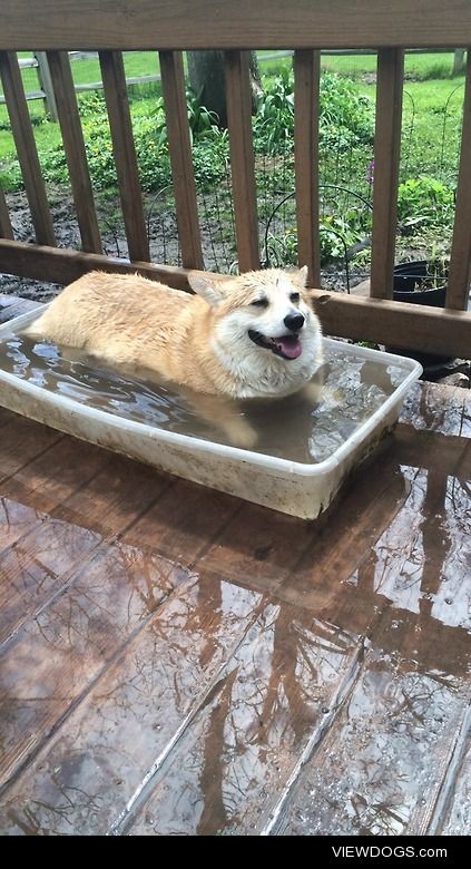 scampthecorgi:

Time for a cool down!