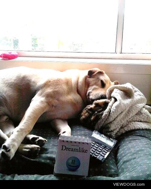 As i’m working away in the office, Tyson enjoys his 50th nap for…