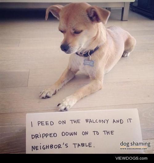 What? I was watering your plants!

Wrigley peed on the balcony…