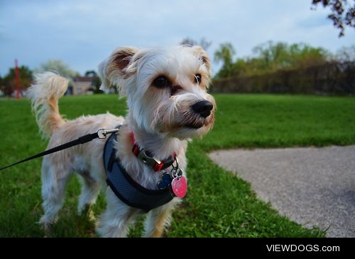 My friend’s dog, Nova!