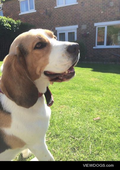 My beagle Oscar enjoying the sun c: