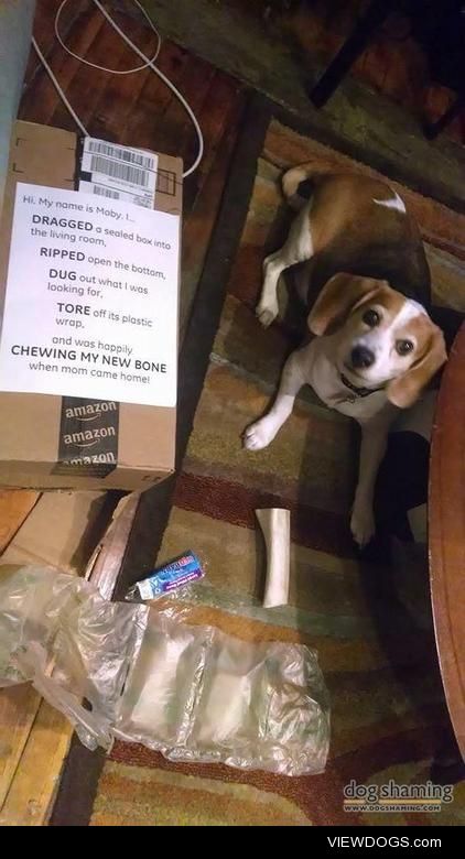 No bones about it

Our beagle, Moby, dragged a fully sealed box…