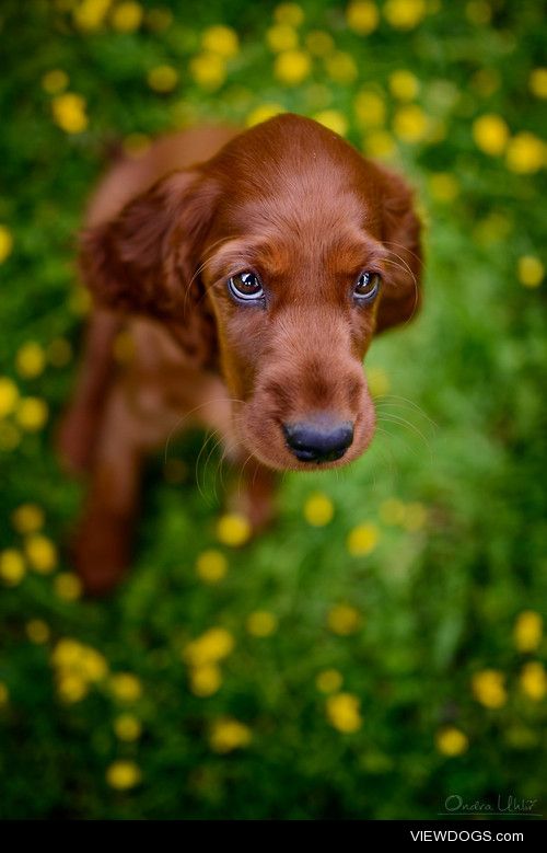 Irish setter puppie / / Ondřej Uhlíř