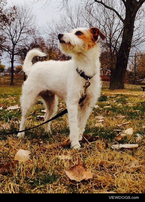 Our three year old Parson Russell Terrier Tucker!