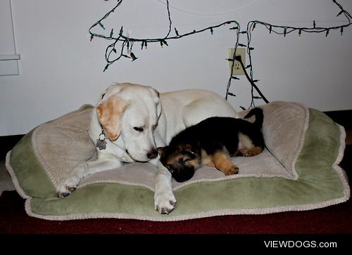 Cooper (male yellow labrador) and Quenna (female german…