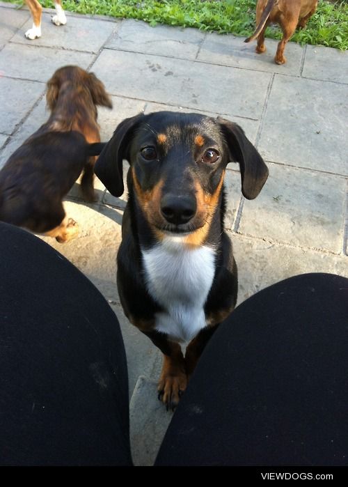 TBP (tiny baby puppy) – dachshund hound mix