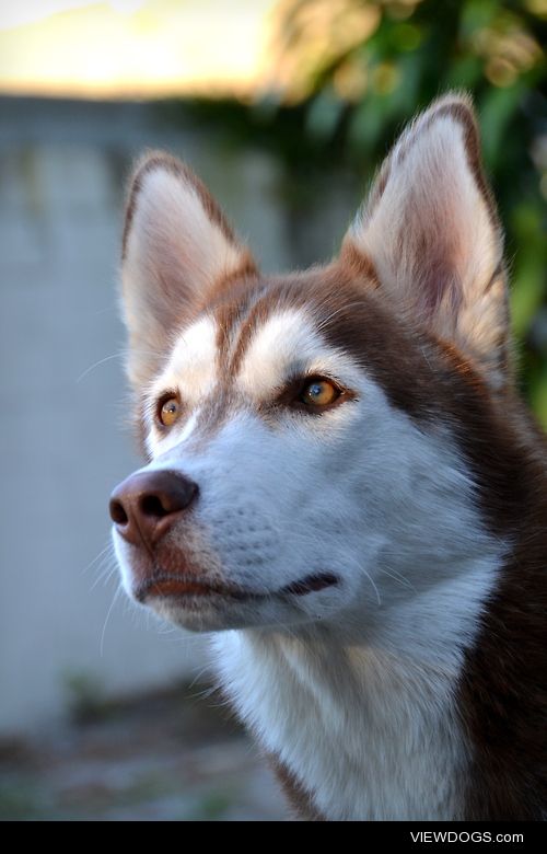 Blaze is a 1 year old handsome Siberian husky that loves being…