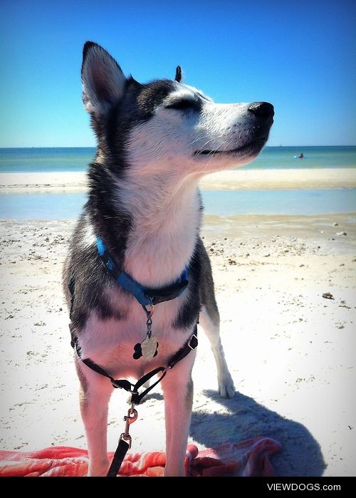 Ryleigh is a 2 year old Siberian Husky that loves sunbathing.