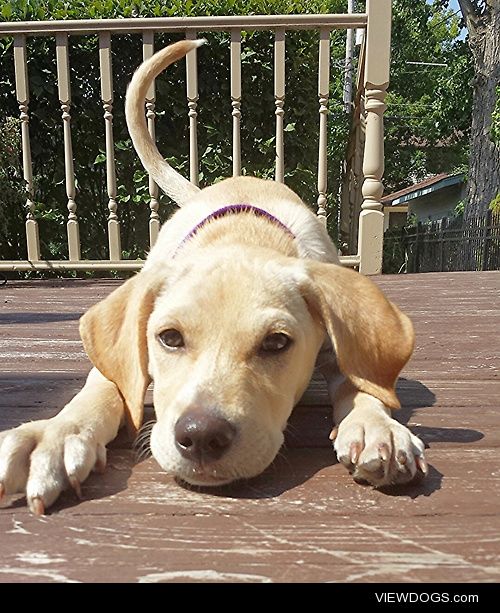 This is my Labrador/beagle puppy Ellie when she was sixteen…