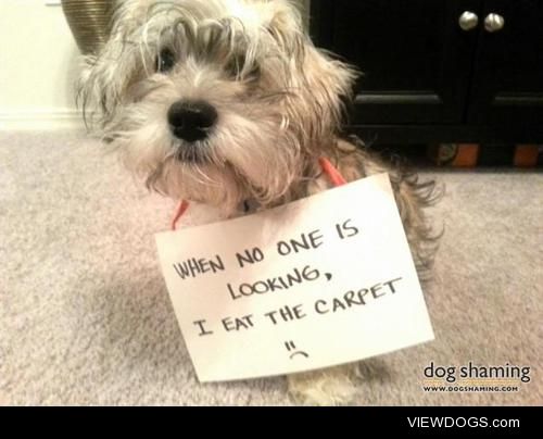 What did this adorable ‘rug-amuffin do?

When no one is…