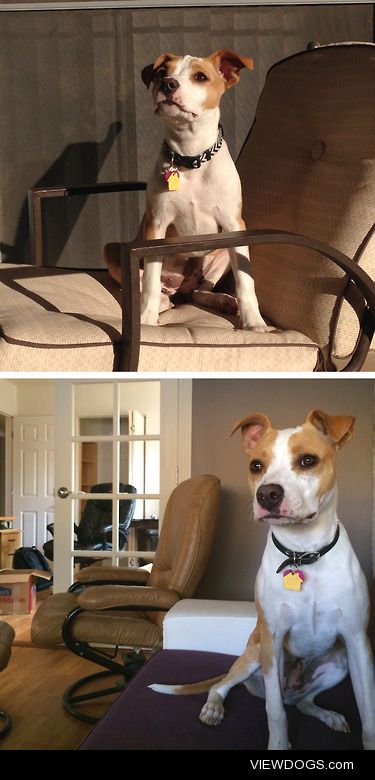 My name is Captain, I’m a 10 month old pit bull mix and I grow…