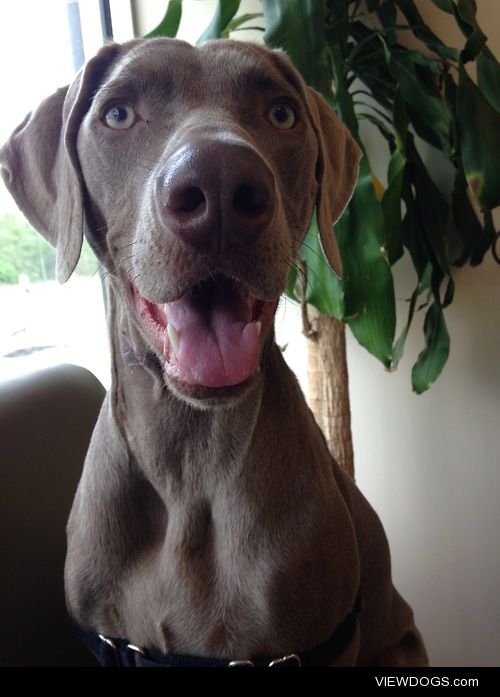 This is my weimaraner Bailey. She’s 1 year old, loves to play,…