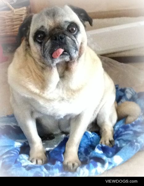 This is my precious pug, Frankie.