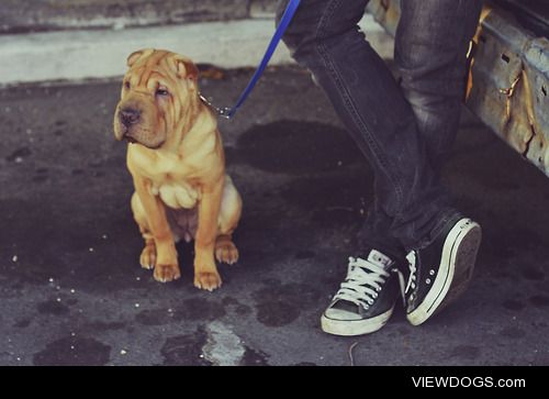 Our Shar Pei named Tilikum and my husband waiting for me at a…