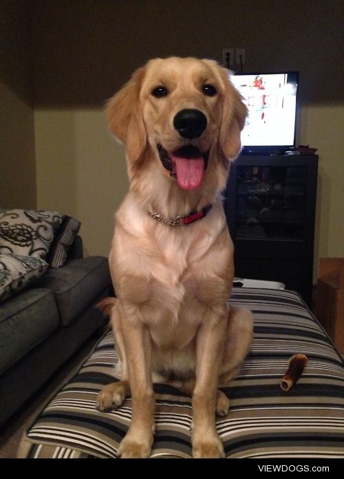Molly is a six month old golden. Her favorite activities are…