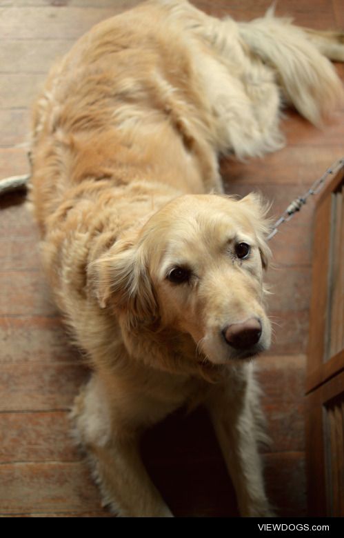 this is lucie! we were told she’s a purebred golden retriever…