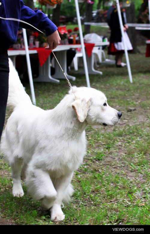 This is my golden retriever, Gyura.