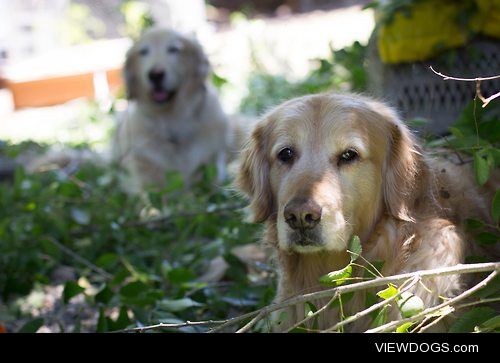 My two beautiful golden retrievers rescued all the way from…