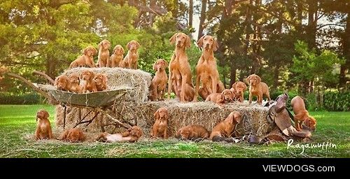 Two dogs and nineteen puppies! Isn’t this too much…