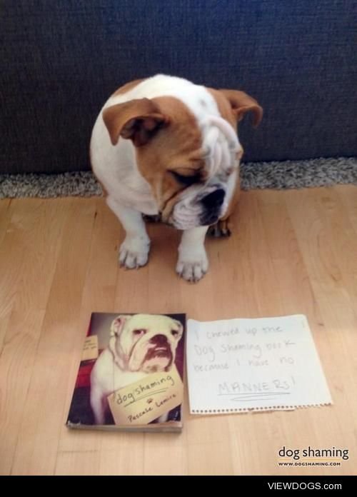 Schatzi the English bulldog got caught chewing on the Dog…